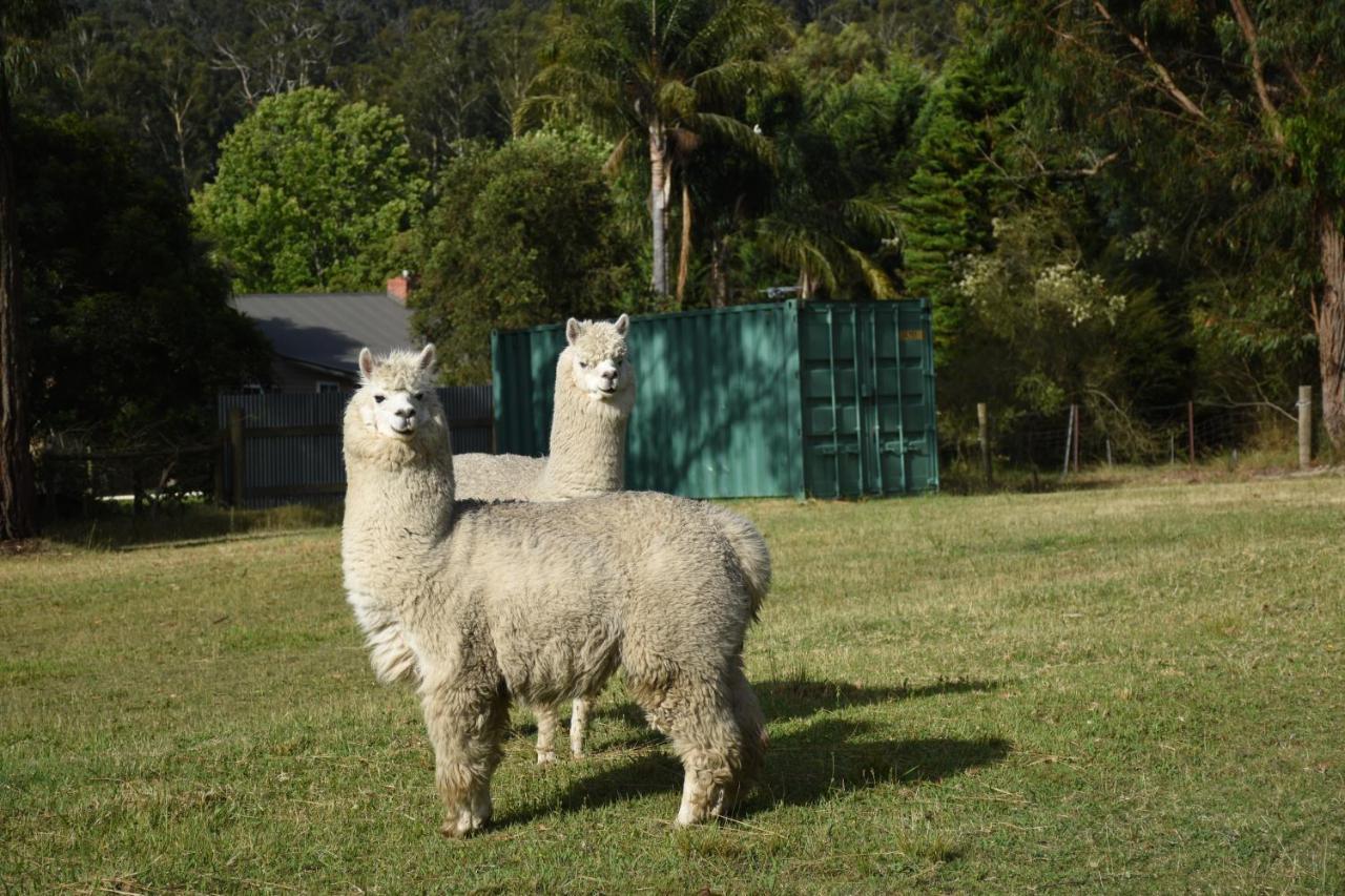Mijen'S Manor Bed & Breakfast Healesville Exterior photo